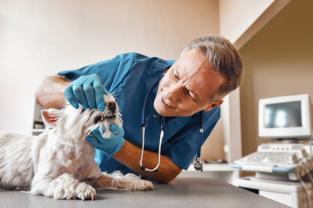Best Emergency Treatment for Dental Infections or Abscesses in Roseville, OH